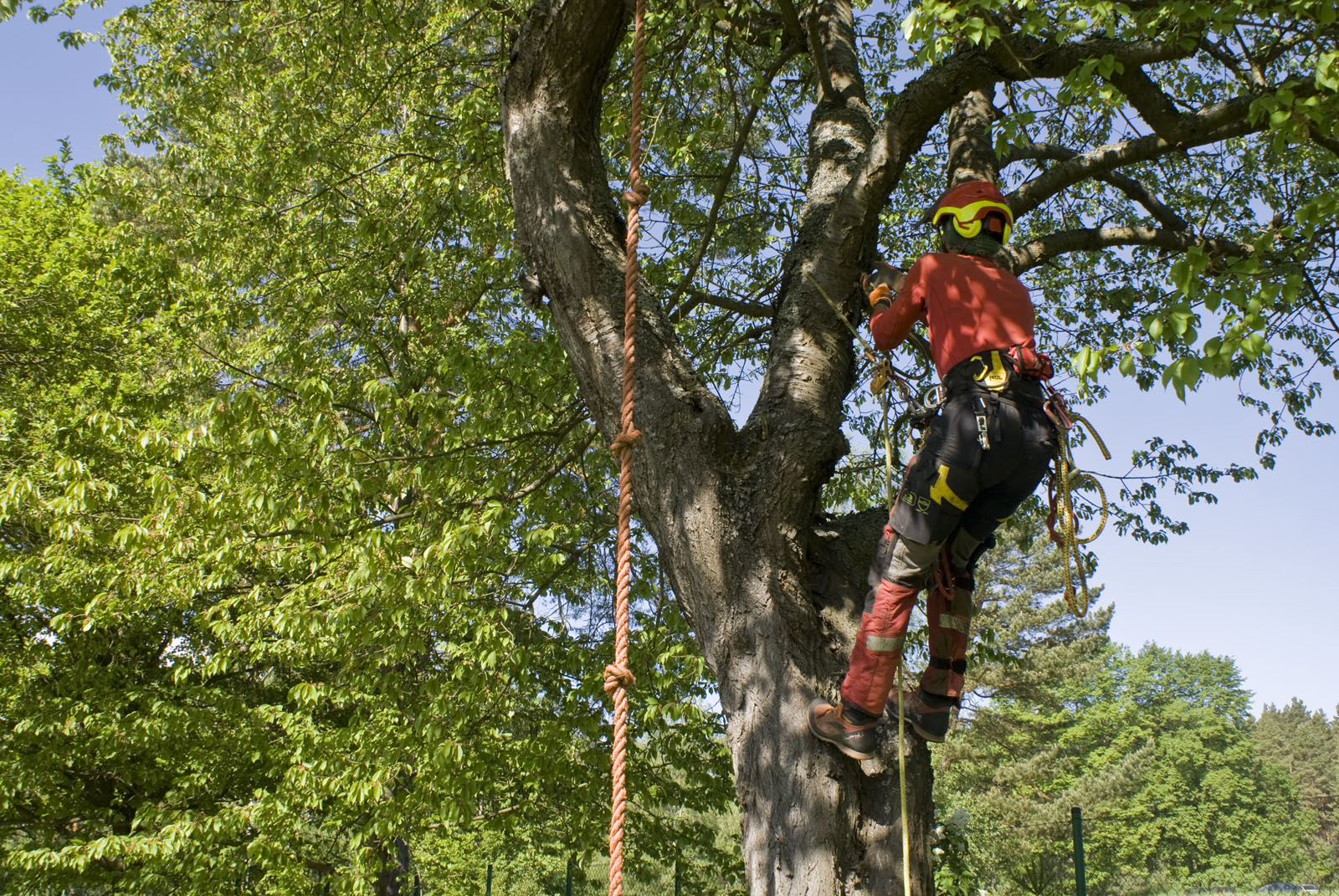 ARBOBRZOZA Wojciech Brzeziński przycinanie i wycinka drzew Wrocław | Arborysta Wrocław