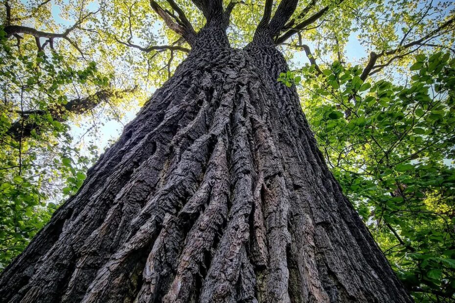 ARBOBRZOZA Wojciech Brzeziński przycinanie i wycinka drzew Wrocław | Arborysta Wrocław