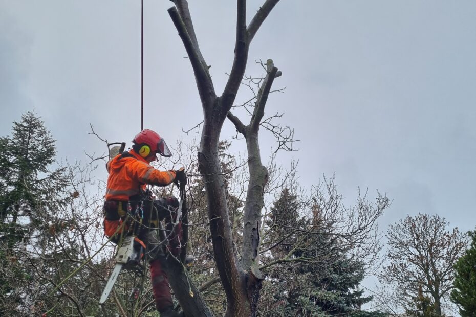 ARBOBRZOZA Wojciech Brzeziński przycinanie i wycinka drzew Wrocław | Arborysta Wrocław